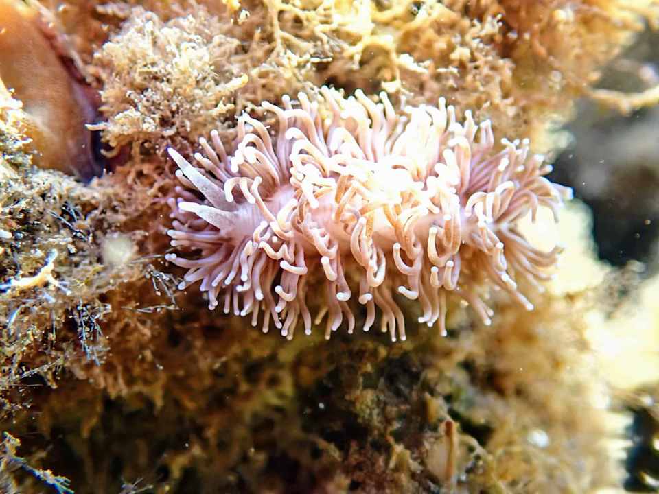 Gartenanlage Lahami Bay Beach Resort