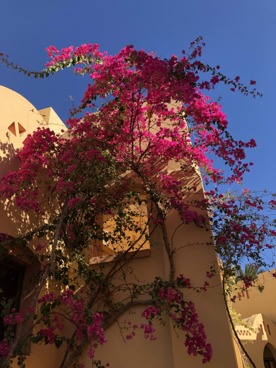 Gartenanlage Steigenberger Coraya Beach - Adults only