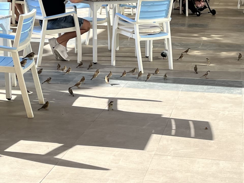 Gastro Pickalbatros White Beach Resort - Hurghada