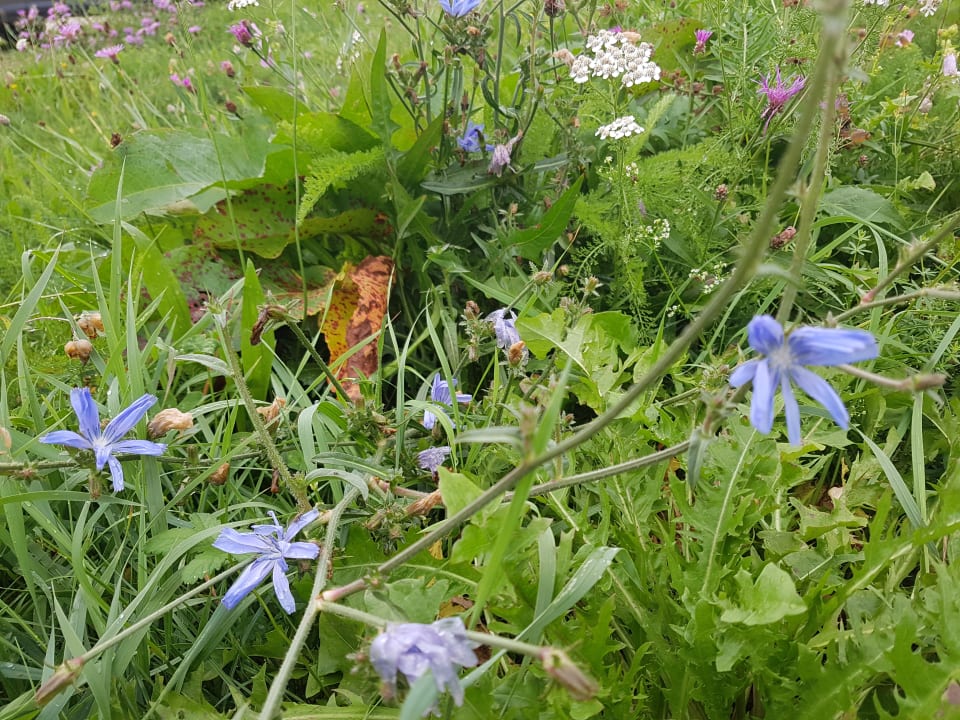 Garten Erlebnisbauernhof Frankl