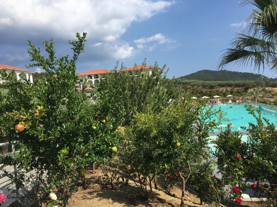 Pool Akrathos Beach Hotel
