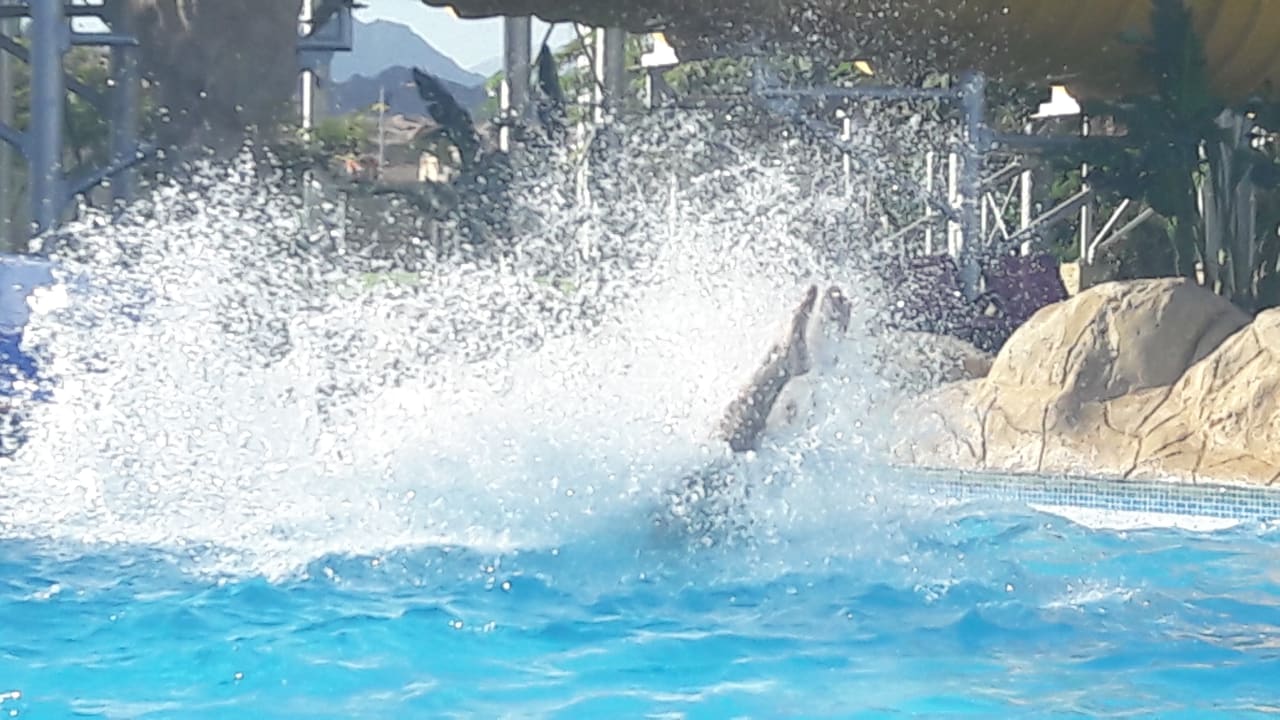 Rutschenparadies Pickalbatros Royal Moderna Resort-Sharm El Sheikh