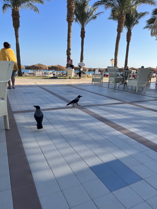 Sonstiges Sentido Caribbean World Soma Bay