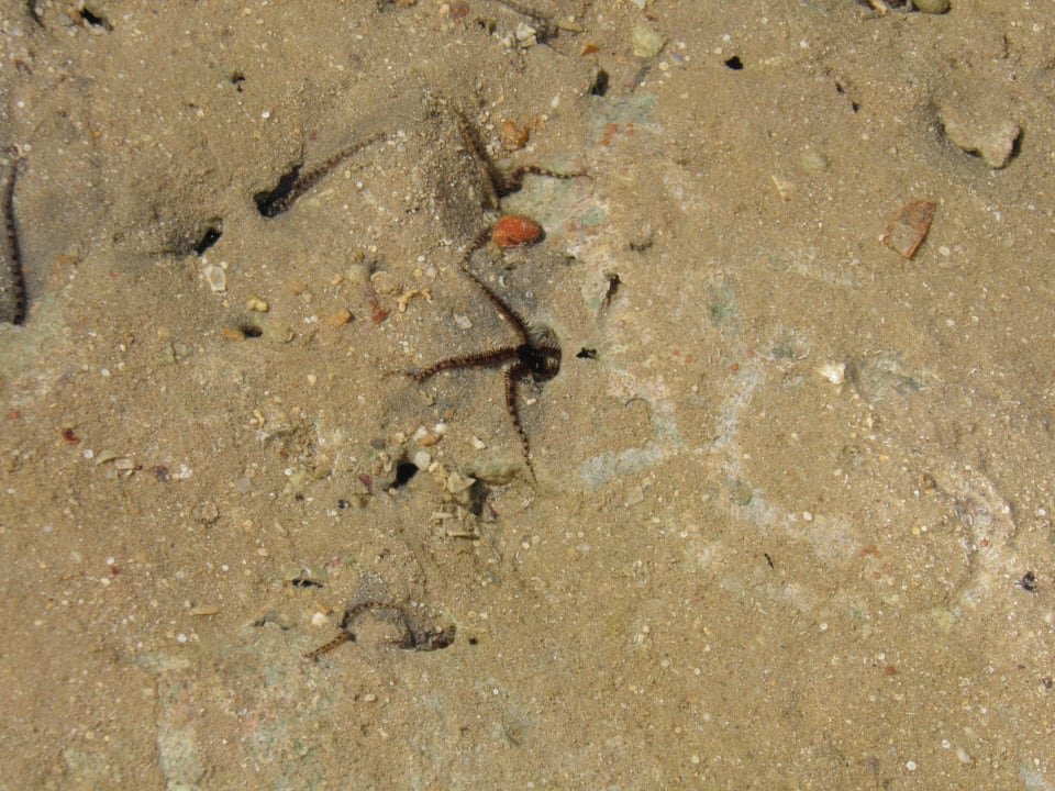 Jedno z tysiąca żyjątek w morzu Stella Garden Resort & Spa, Makadi Bay