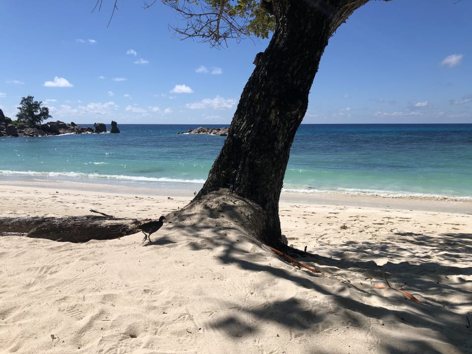 Strand Constance Lemuria