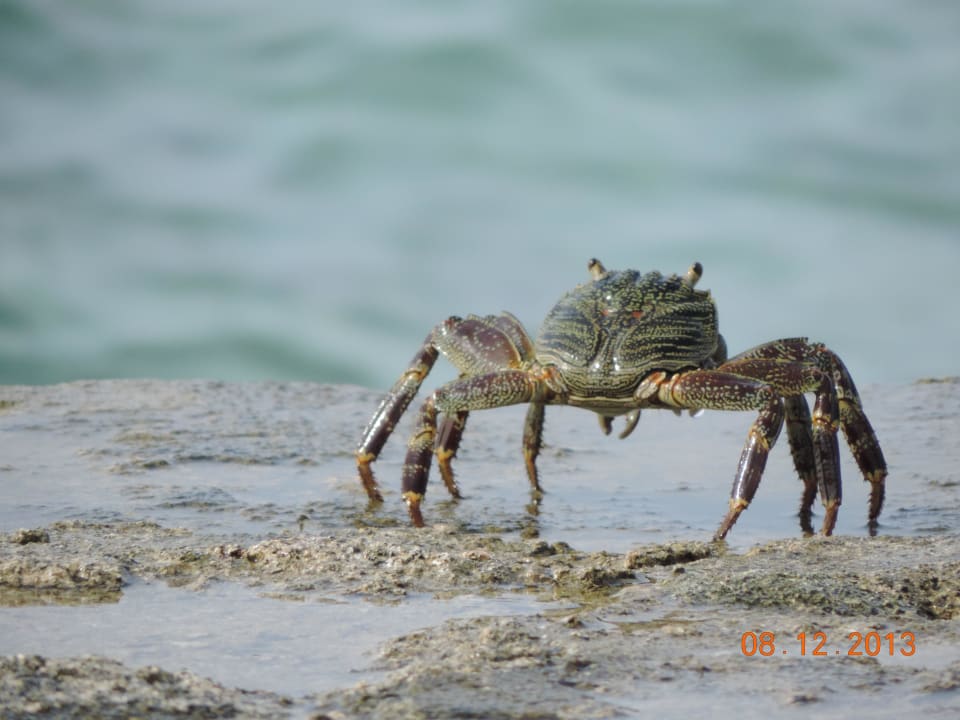 Tiere Kuredu Island Resort & Spa
