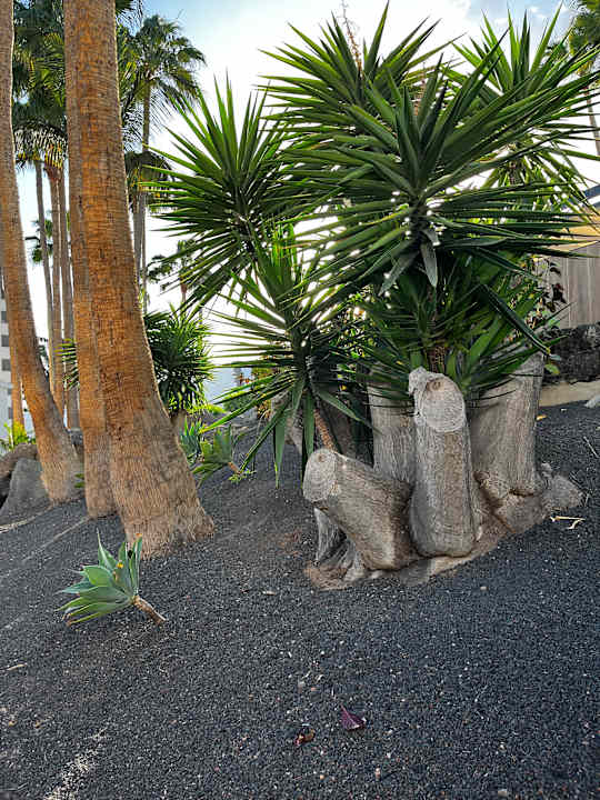 Gartenanlage Hotel Riu Paraiso Lanzarote