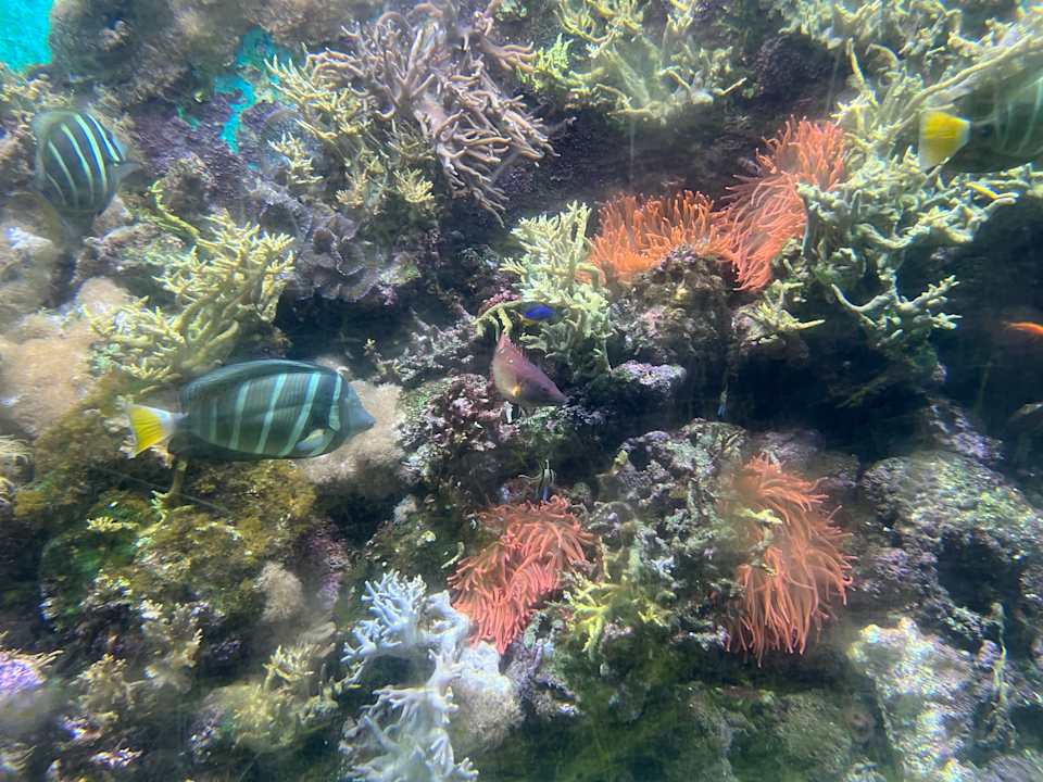 Pool Center Parcs De Kempervennen