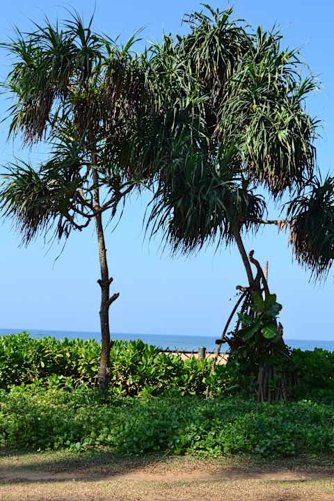 Blick zum Strand Tangerine Beach Hotel