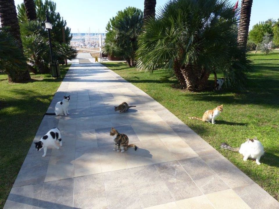 Doppelte Dreierreihe Sunis Kumköy Beach Resort Hotel & Spa