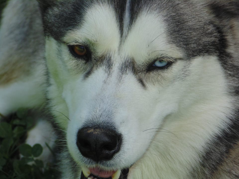 Hund des Hauses Usha Bauernhof Krusterhof