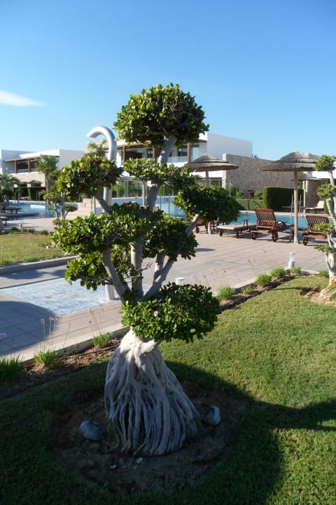 Liebevoll beschnitten  TUI BLUE Palazzo del Mare