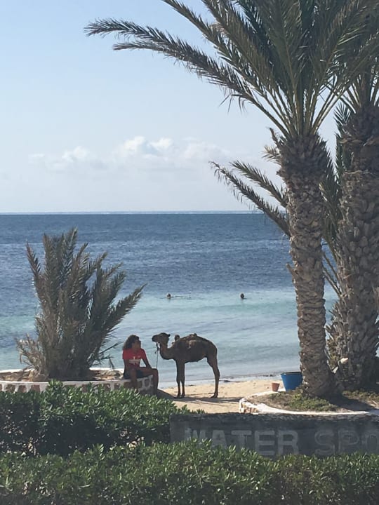 Strand Hotel El Mouradi Djerba Menzel