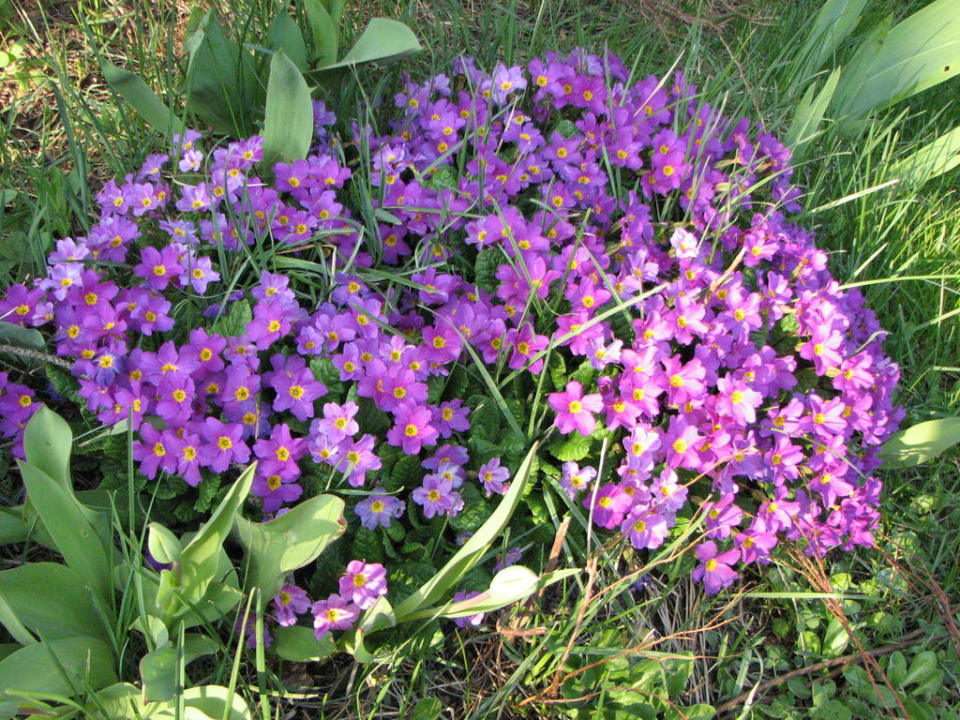 Kwiaty w ogrodzie. Hotel Solar Palace Spa & Wellness