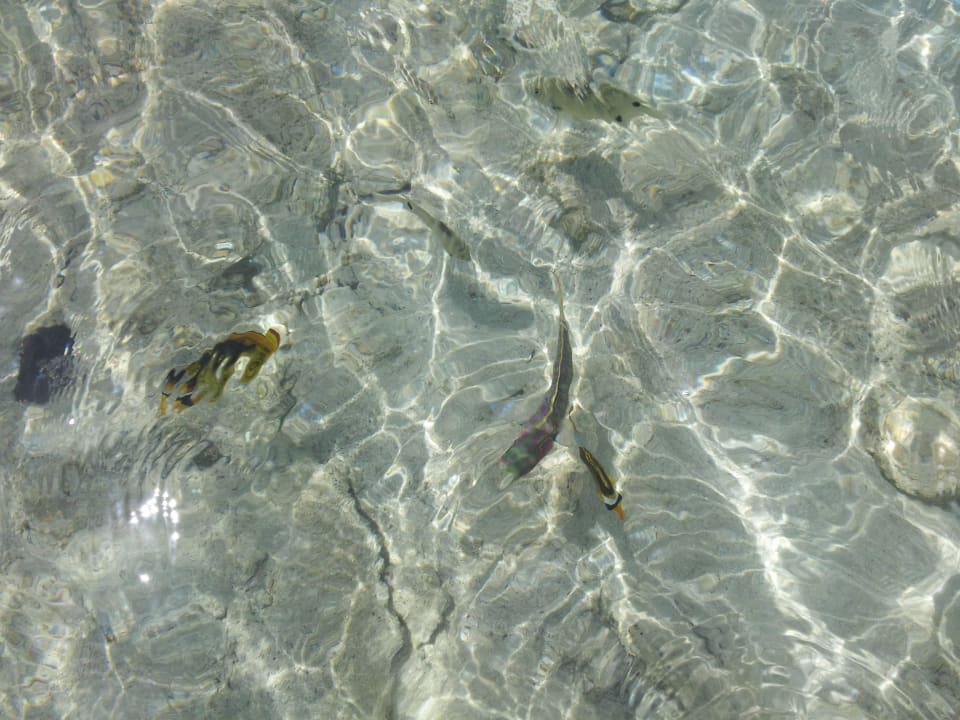 Rybki Three Corners Sea Beach Resort