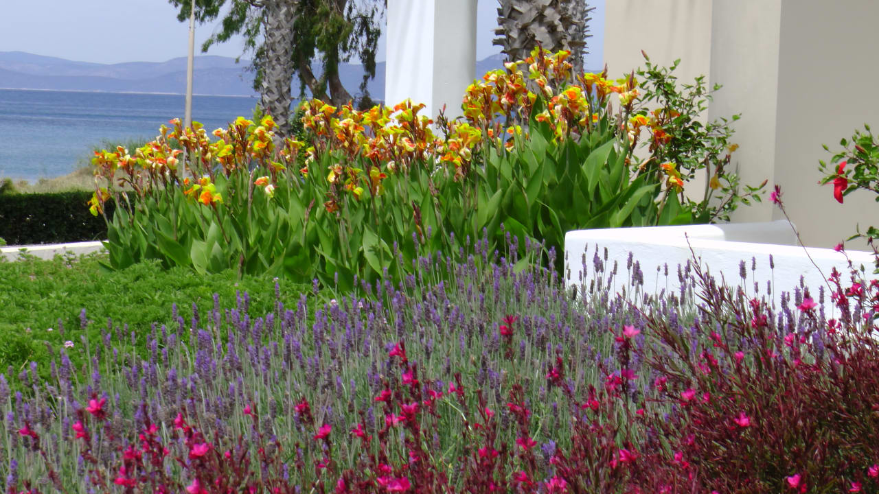 Gartenanlage Andromeda Apartments Hotel
