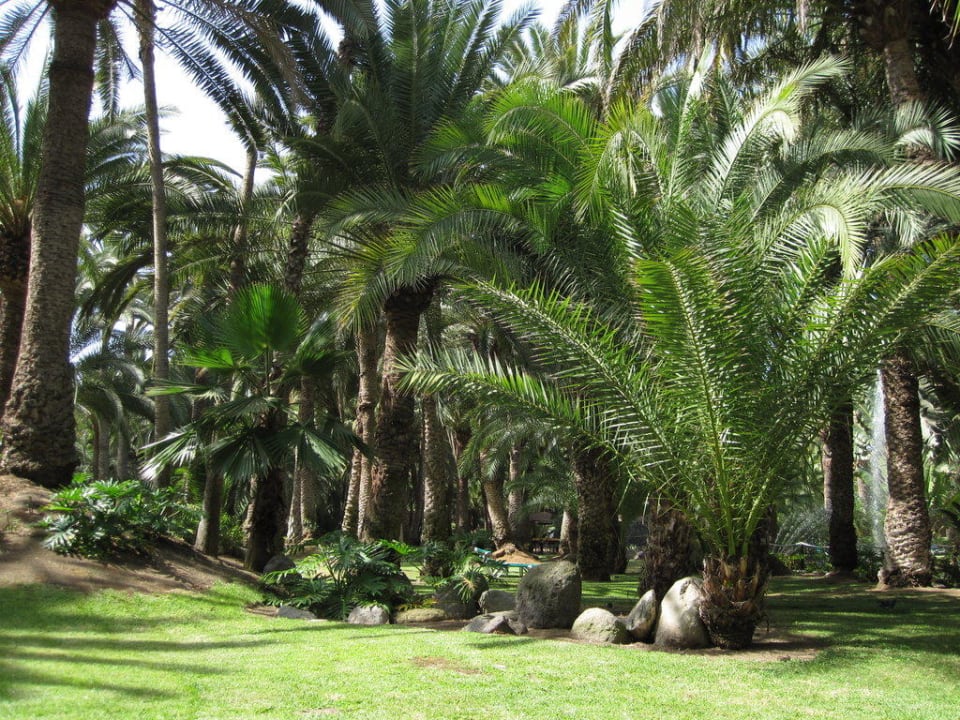 Über 2000 Palmen in der Gartenanlage Hotel Riu Palace Oasis