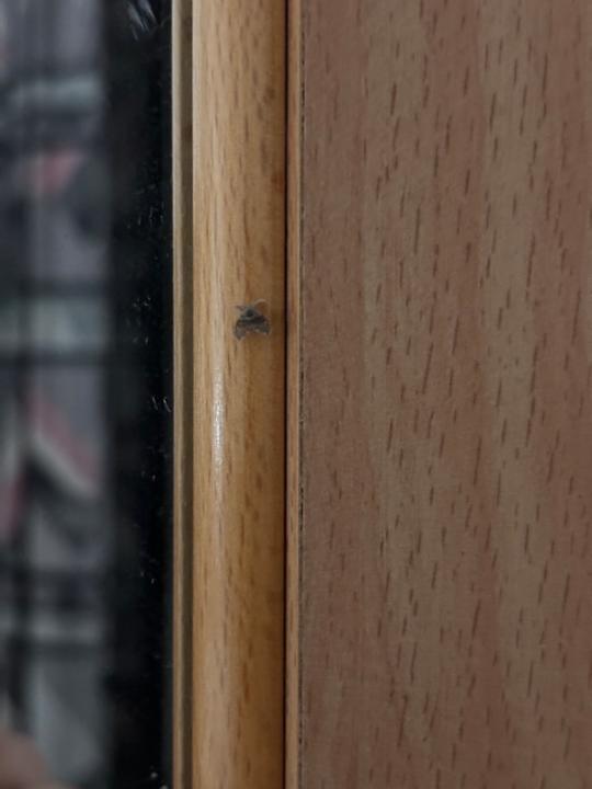 Zimmer Hotel Paloma Garden