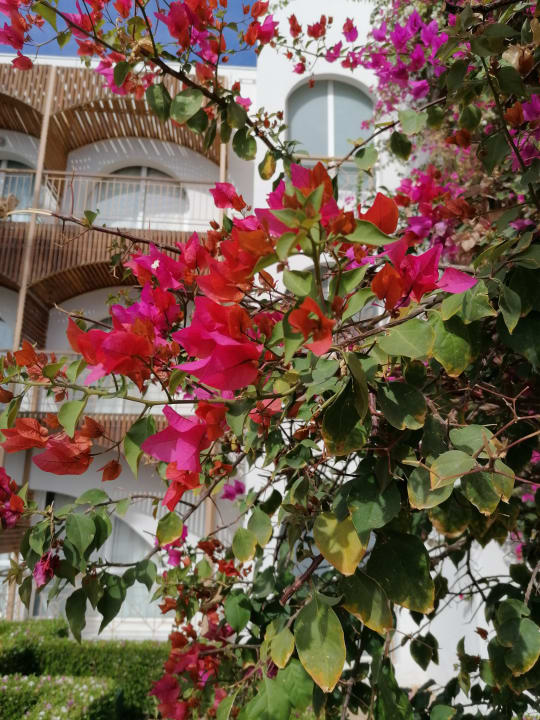 Gartenanlage Desert Rose