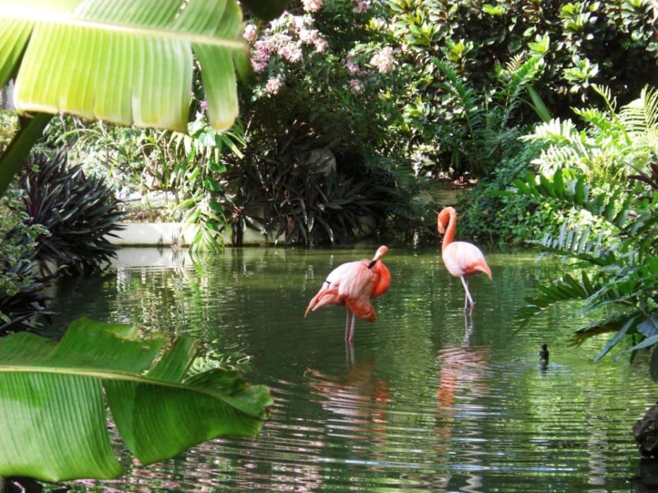 Flamingos Hotel Grand Palladium Palace Resort, Spa & Casino