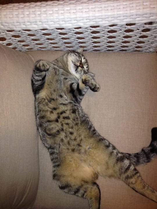Katze im Urlaub Limak Lara Deluxe Hotel & Resort