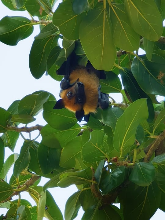 Sonstiges Kuredu Island Resort & Spa