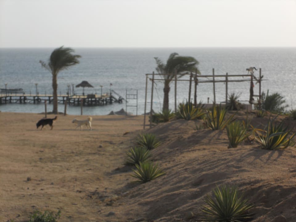 Hauskatze Fantazia Resort Marsa Alam