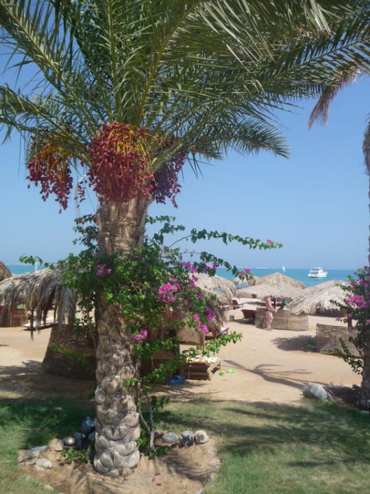 Dattelpalme Sentido Caribbean World Soma Bay