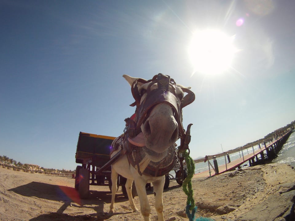 Eselchen zeigt Zunge Jaz Dar EL Madina