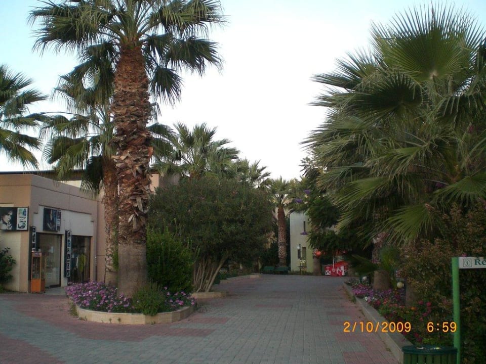 Überall Palmen VONRESORT Golden Beach