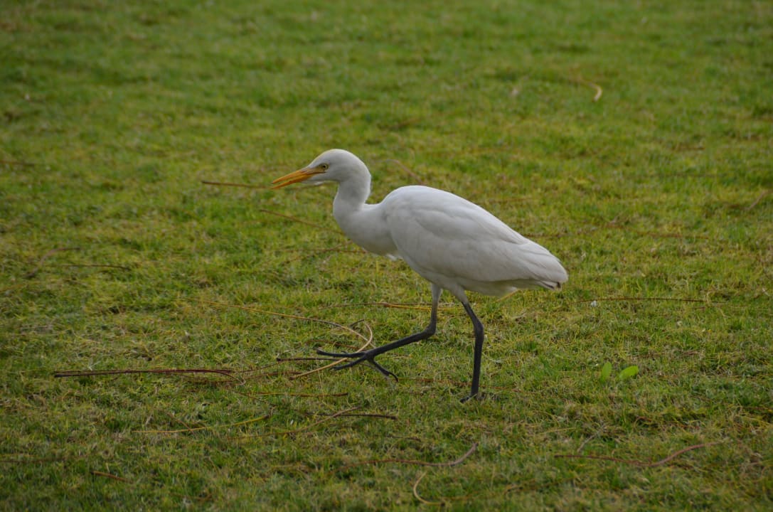 Ein einsamer Vogel  Steigenberger Aqua Magic