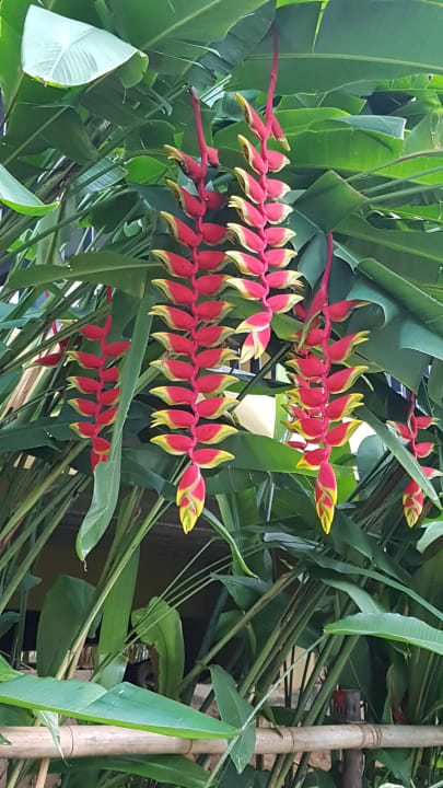 Gartenanlage Moracea by Khao Lak Resort