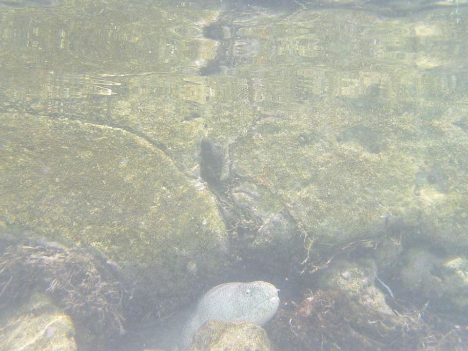 Muräne in Ihrem Versteck am Steg von SIV Summer Island Maldives