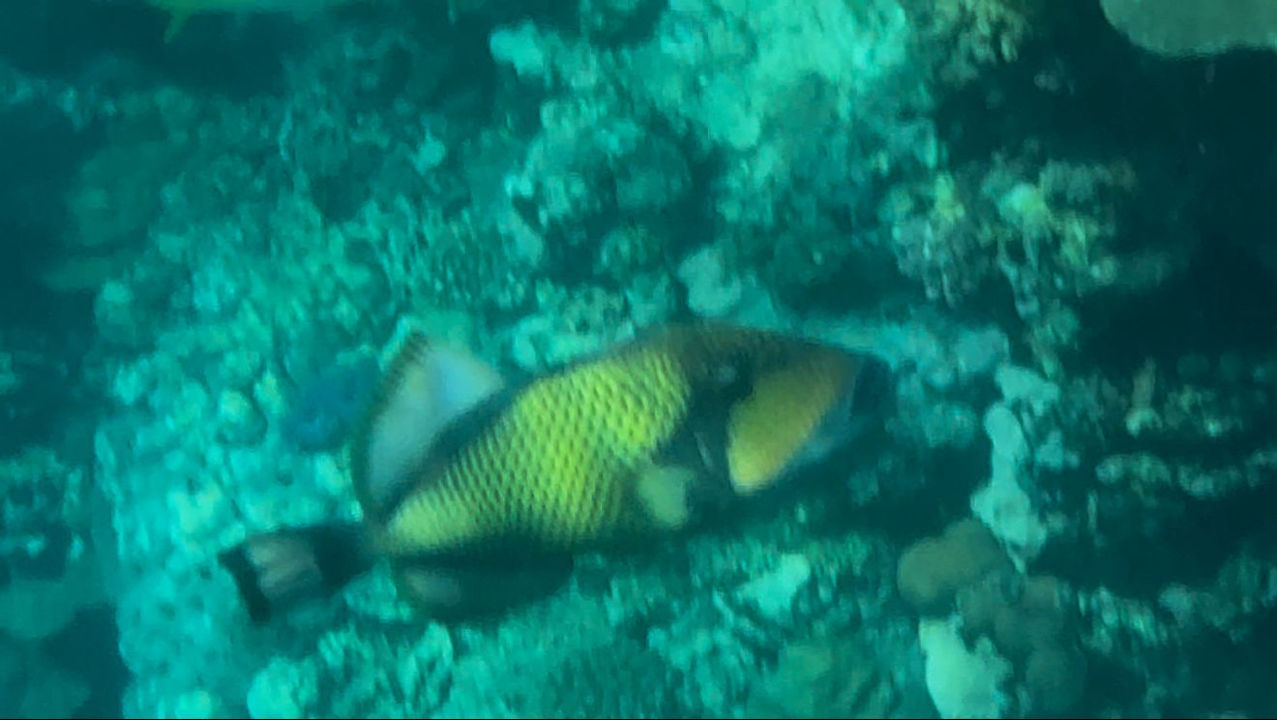 Strand Sentido Reef Oasis Suakin