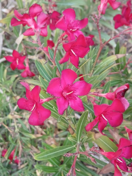 Gartenanlage Ephesia Holiday Beach Club