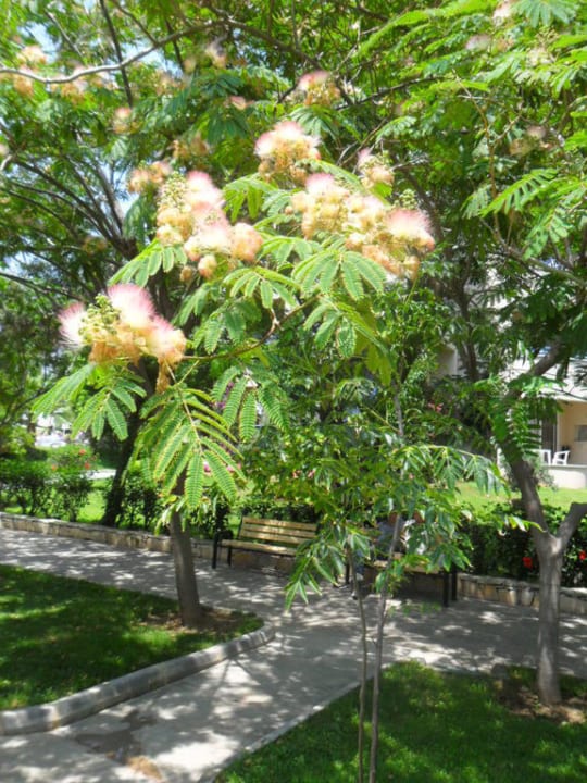 Botanik  Labranda Alantur Resort