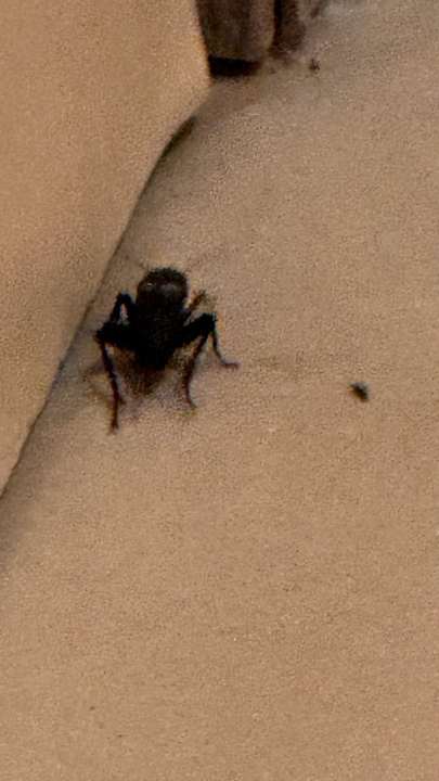 Zimmer Lindos Princess Beach Resort & Spa