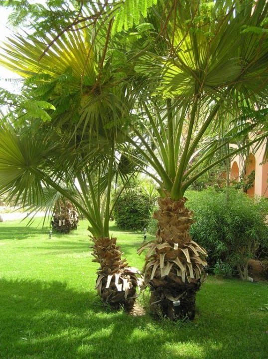 Gartenanlage Jaz Makadi Oasis Resort