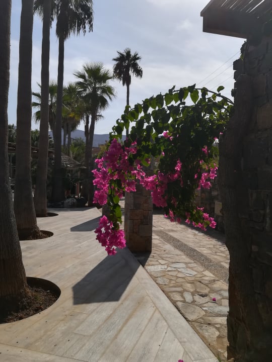 Ausblick Calimera Sirens Beach