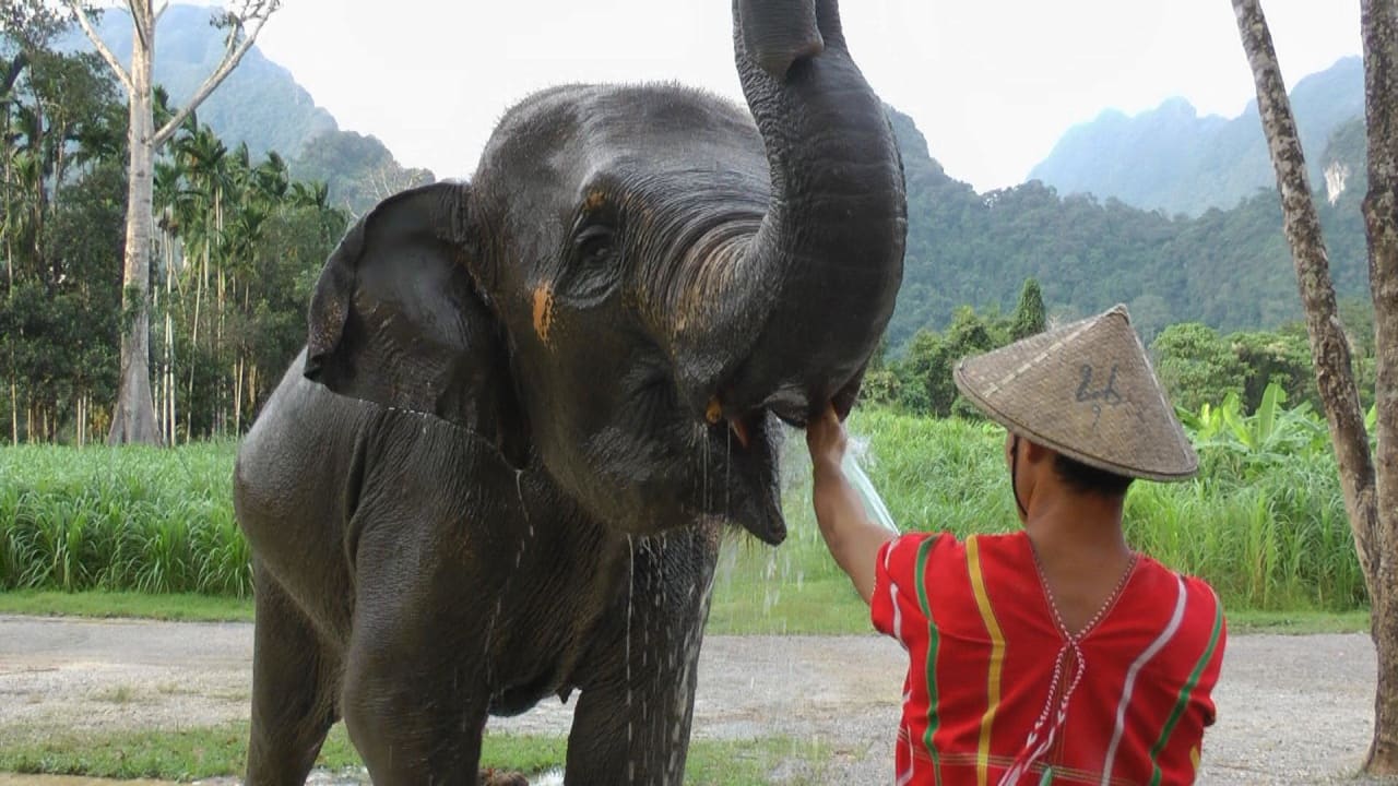 Waschen und Tränken, Elefantenerlebnis Elephant Hills
