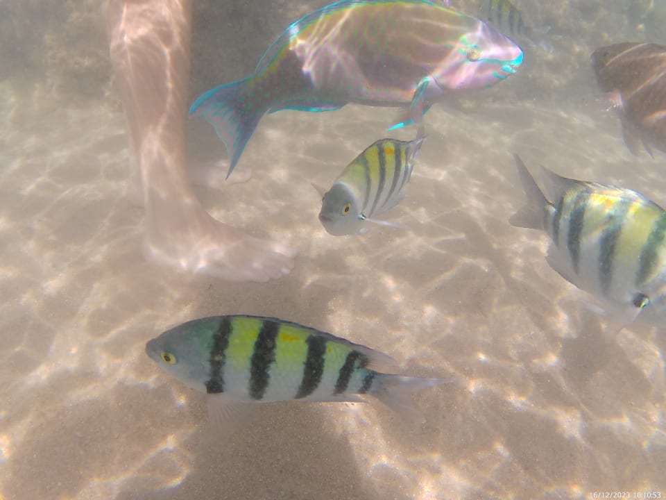 Sport & Freizeit Pickalbatros Citadel Resort