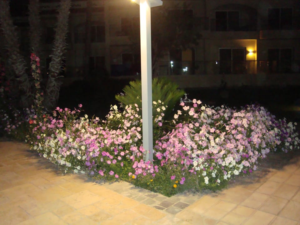 Gartenanlage Beach Albatros Resort
