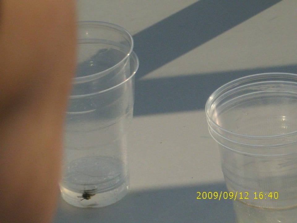 Poolbar, Plastebecher Hotel Ambiente Palace