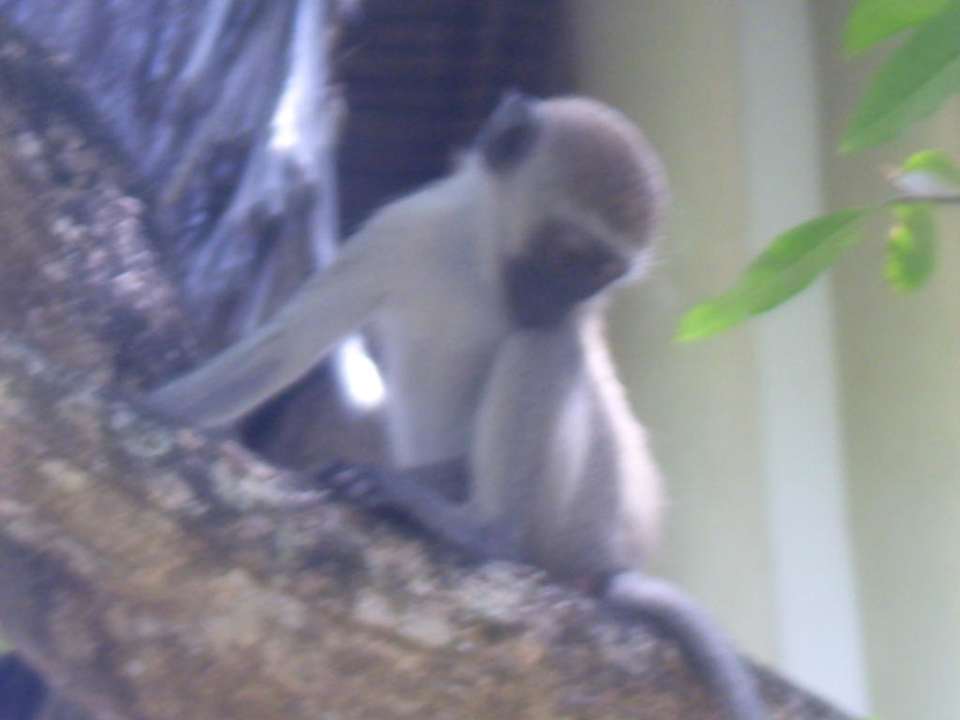 Affenbaby Hotel Papillon Lagoon Reef