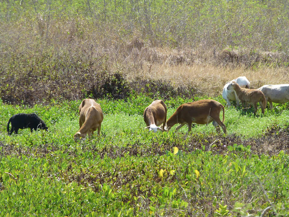 Grasende Schafe am Strand Hotel Playa Pesquero