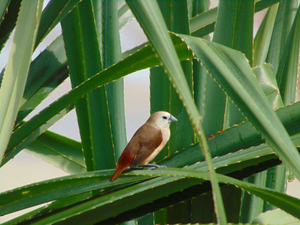 Gartenanlage Amber Lombok Beach Resort