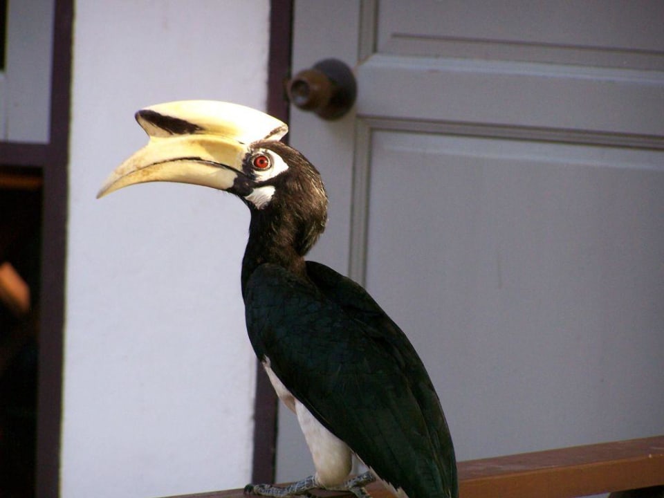 Noch'n Hornbill-Model Hotel Coral Island Resort