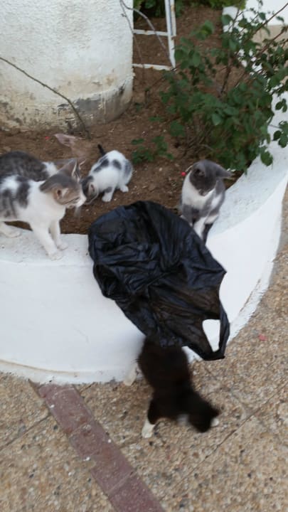 Die Babys der Hauskatze  Hotel El Mouradi Skanes Beach