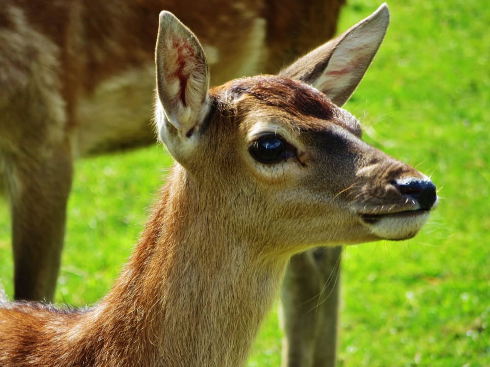 5 Wo. altes Kitz / Impressionen aus dem Wildgehege Naturhotel Forsthofgut