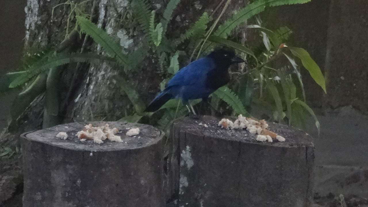 Voegel beoachtung (Gralha) beim Fruehstueck Casas Di Monte Ecopousada